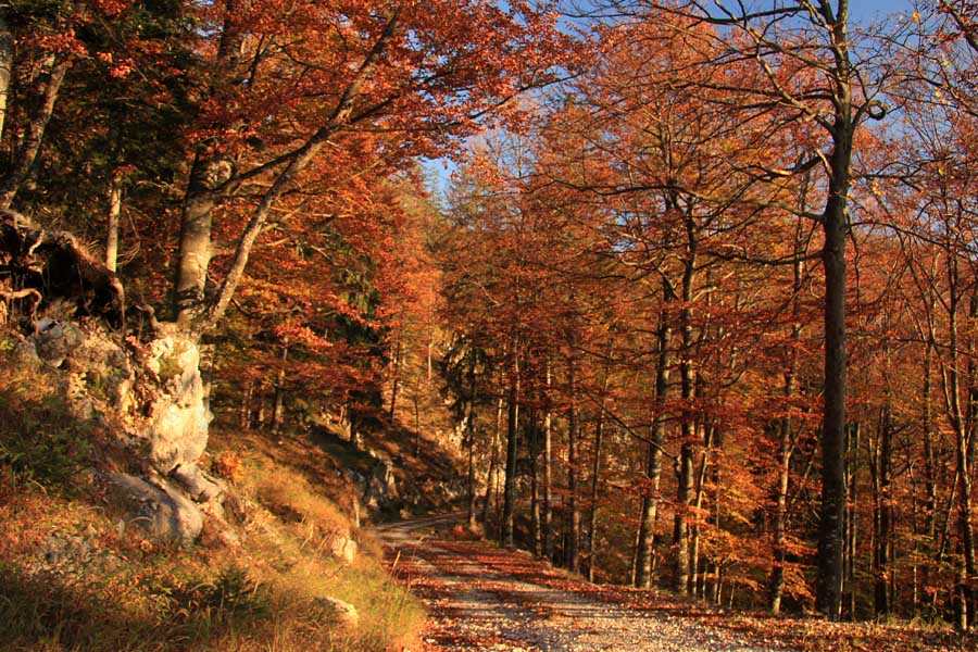 Jesen na Jelovici
Gozdna cesta na Jelovici.
Keywords: jelovica jesen