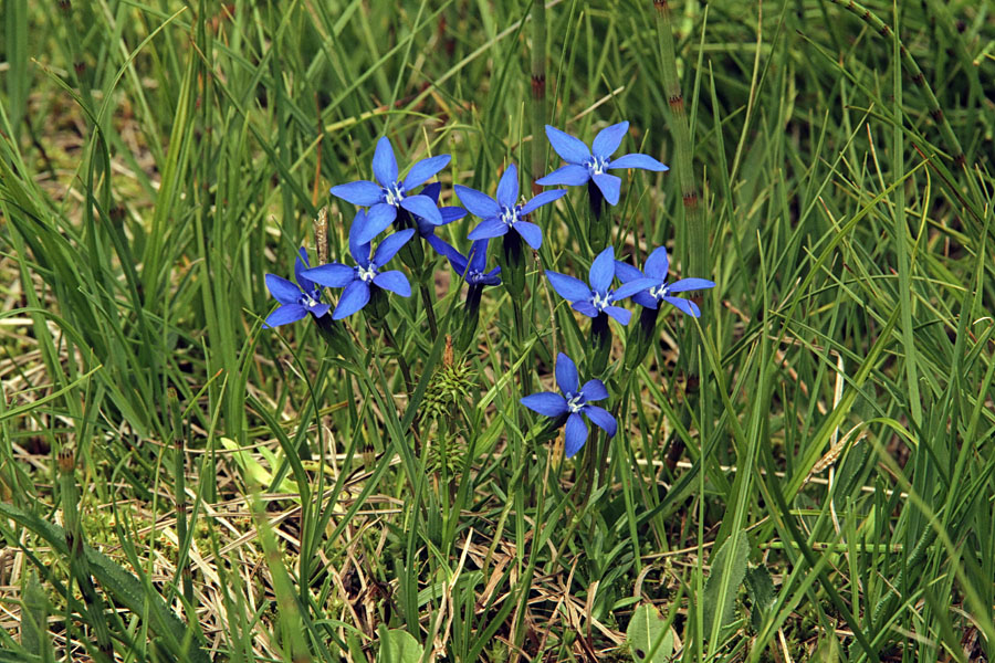 Nizki svišč
Nizki svišč.
Ključne besede: nizki svišč gentiana pumila