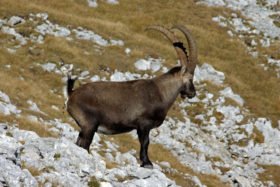 Narava kliče...
Tudi to je treba opravit...
Ključne besede: kozorog capra ibex ibex