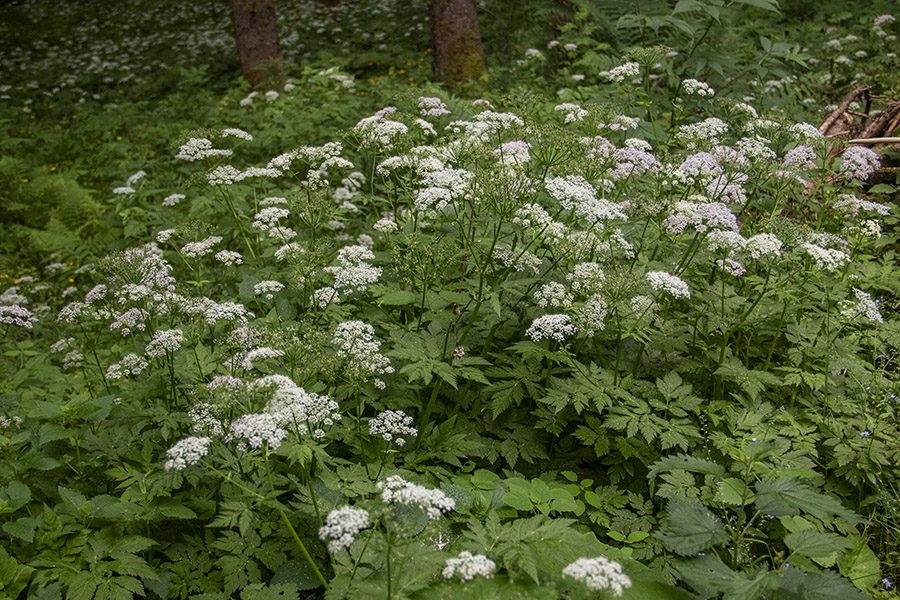 Dlakavo trebelje 
Dlakavo trebelje na Jelovici.
Ključne besede: dlakavo trebelje chaerophyllum hirsutum