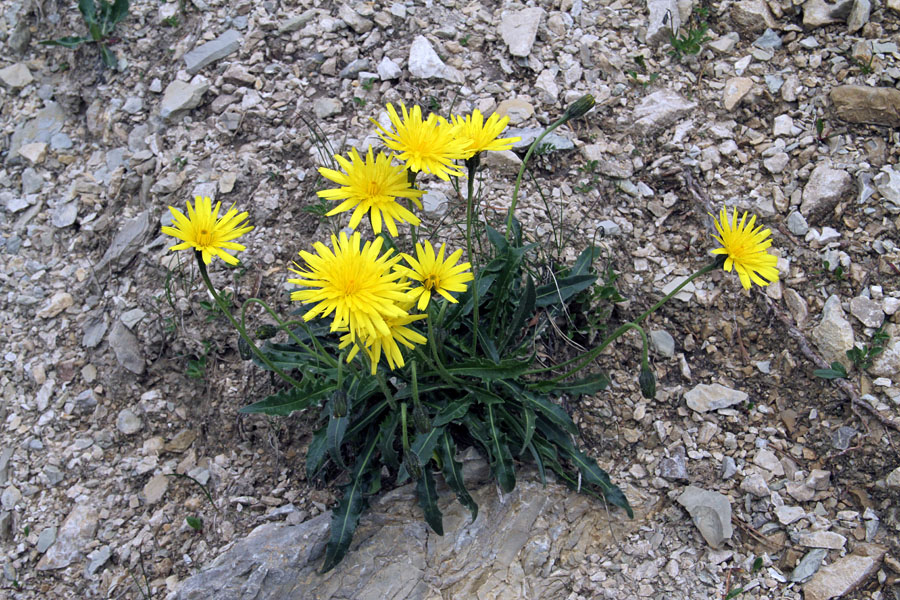 Alpski jajčar
Alpski jajčar oz. otavčič na Studorskem prevalu.
Ključne besede: alpski jajčar otavčič leontodon hispidus subsp. hyoseroides