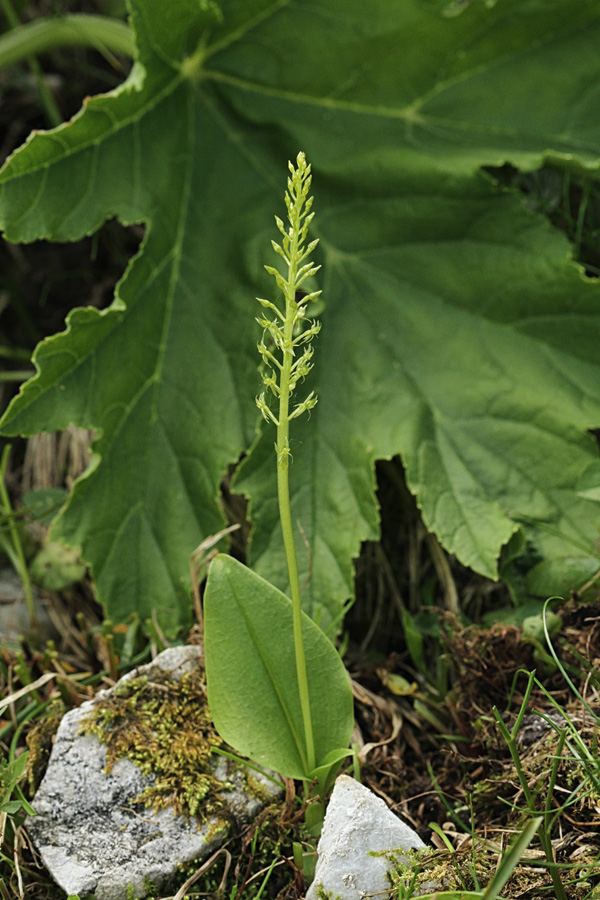 Enolistna plevka
Enolistna plevka.
Ključne besede: enolistna plevka malaxis monophyllos