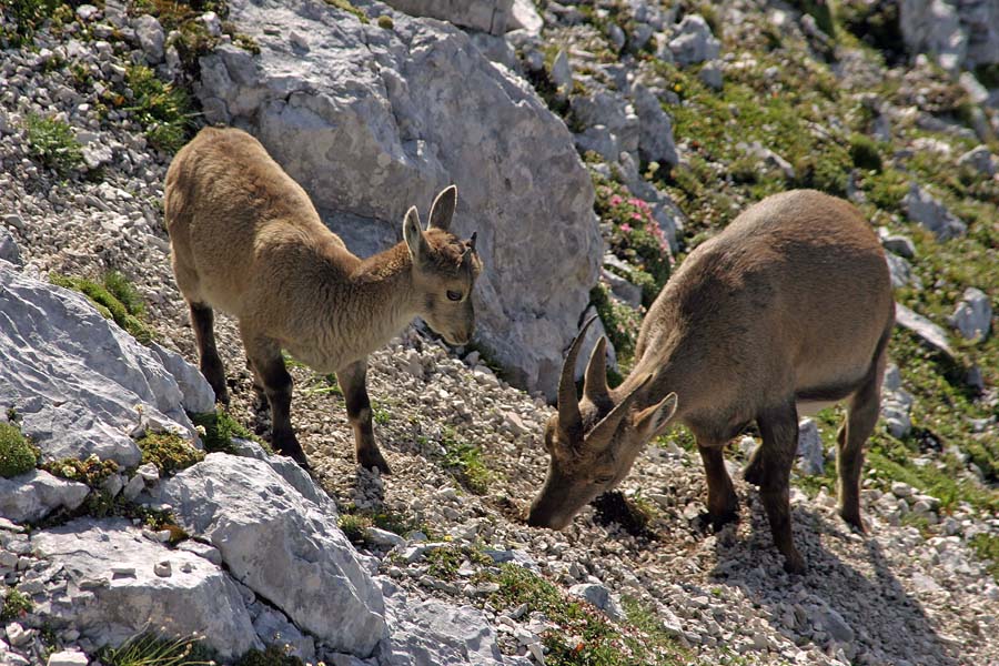 Kaj je tu dobrega?
Mladič opazuje mamo pri kopanju v melišču. To kozorogi večkrat počno, ne vem pa, kaj iščejo.
Keywords: kozorog capra ibex ibex