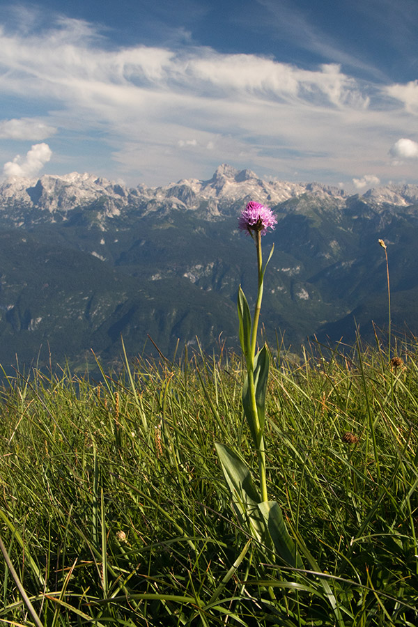 Navadna oblasta kukavica
Ta pa ima razgled ...
Ključne besede: navadna oblasta kukavica traunsteinera globosa