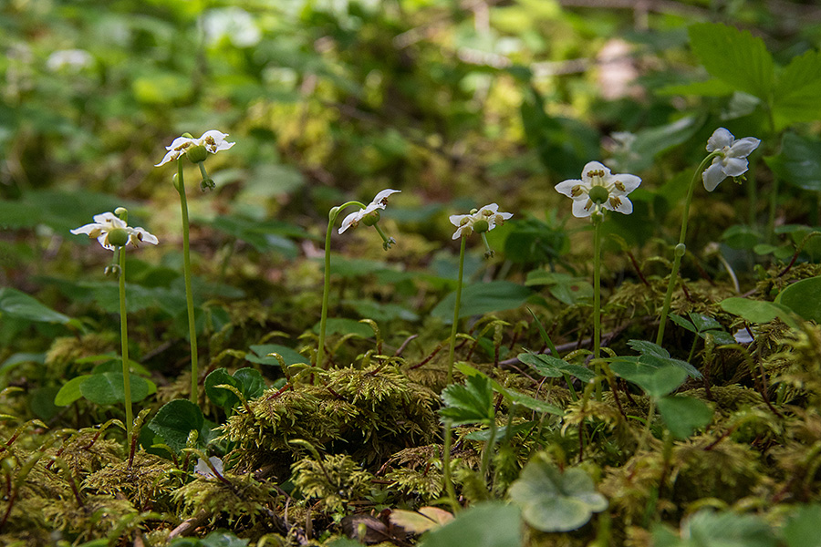 Navadna enocvetka
Navadna enocvetka. Na Jelovici.
Ključne besede: navadna enocvetka moneses uniflora