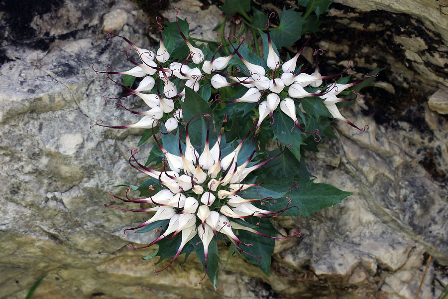 Repušniki
Že starejši primerki, ki so že izgubili značilno vijoličasto barvo in si nadeli bolj bled odtenek. Verjetno rastejo na najbolj vzhodnem rastišču Alp.
Ključne besede: šopasti repušnik physoplexis comosa