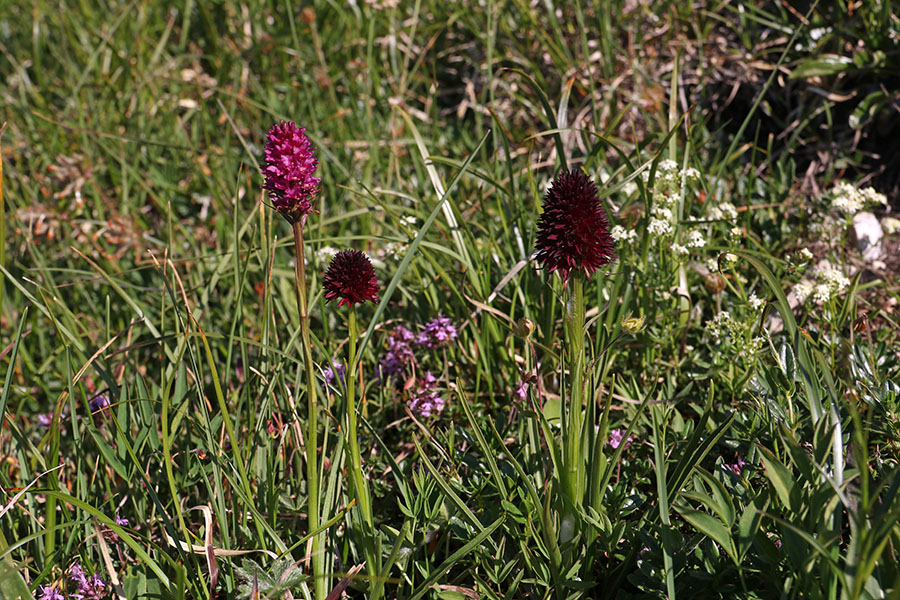 Zanimive murke
Levo je križanec med rhellikanovo murko in navadnim kukovičnikom. Desno sta rellikanove murki ,skrajno desni cvet pa je nenormalno velik.
Ključne besede: rhellikanova murka nigritella rhellicani x navadni kukovičnik gymnadenia conopsea