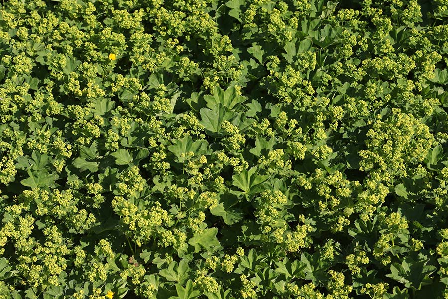 Phtica
Pravo polje plahtice pod Matajurskim vrhom.
Ključne besede: plahtica alchemilla vulgaris