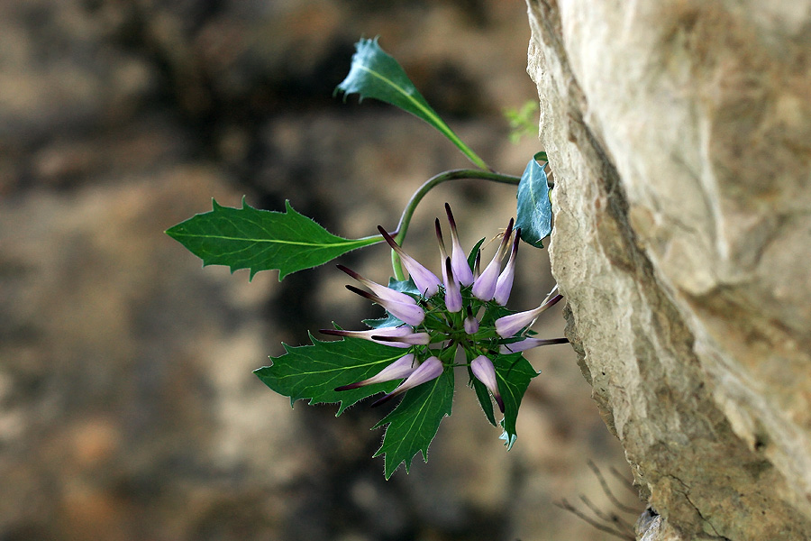 Repušnik
Šopasti repušnik v skali.
Ključne besede: šopasti repušnik physoplexis comosa