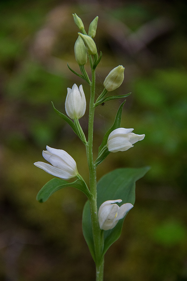 Bleda naglavka
Bleda naglavka na Jelovici.
Ključne besede: bleda naglavka cephalanthera damasonium
