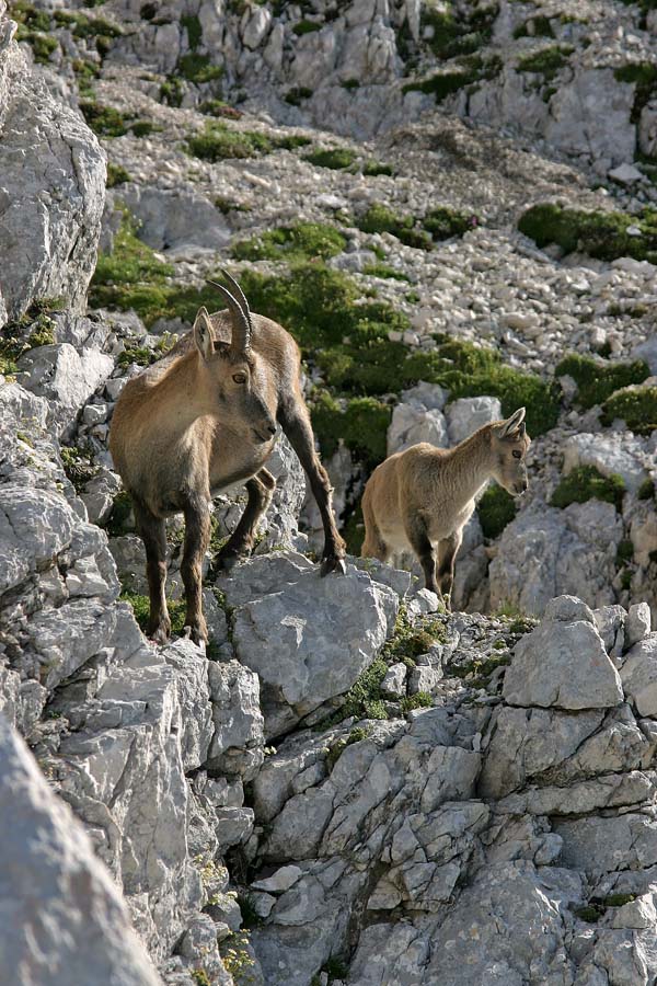 Kar za menoj
Kozoroginja varno vodi mladička po prepadnih policah.
Keywords: kozorog capra ibex ibex