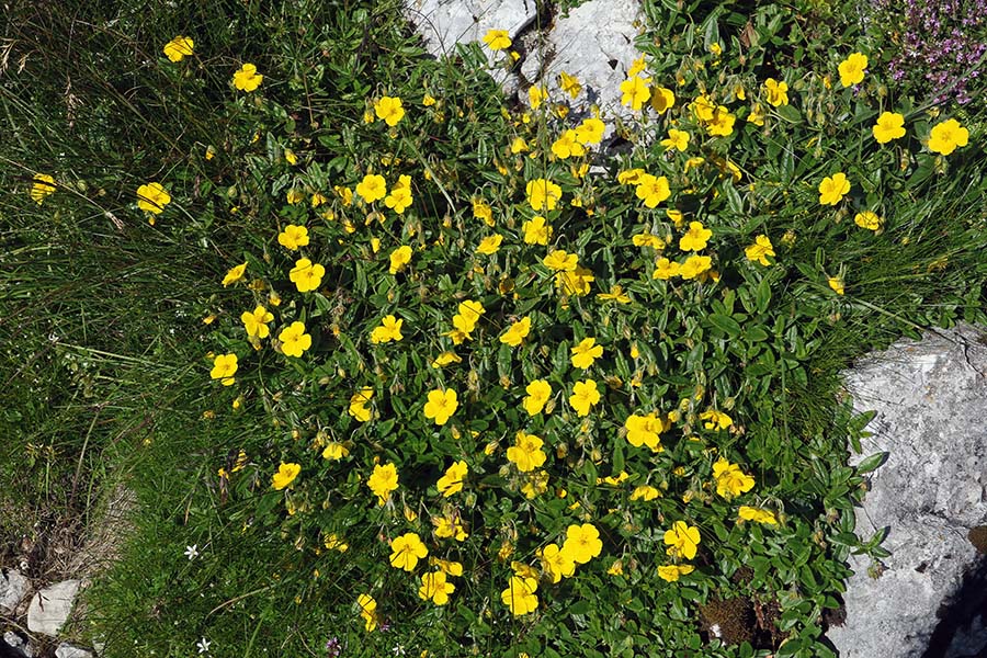 Blesteči popon
Blesteči popon.
Ključne besede: blesteči popon (Helianthemum nummularium subsp. glabrum, sin. H. nitidum