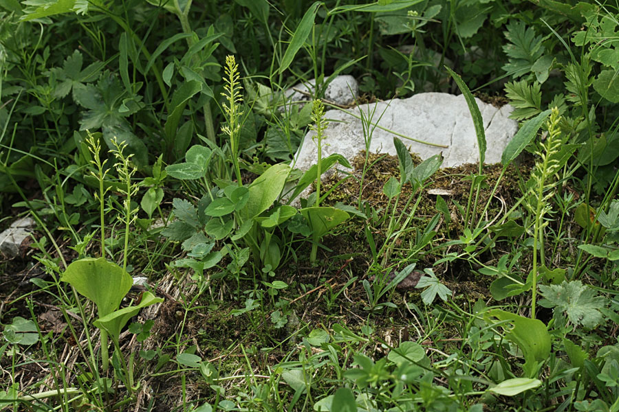 Enolistna plevka
Enolistne plevke letos pridno rastejo.
Ključne besede: enolistna plevka malaxis monophyllos