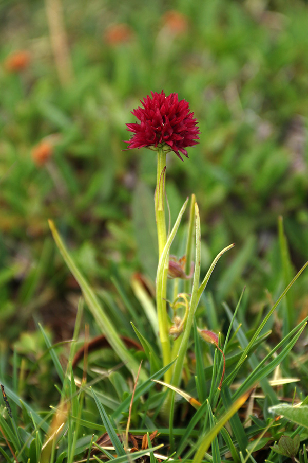 Rdeča murka
Močno spominja na Avstrijsko murko.
Ključne besede: rdeča murka nigritella miniata rubra