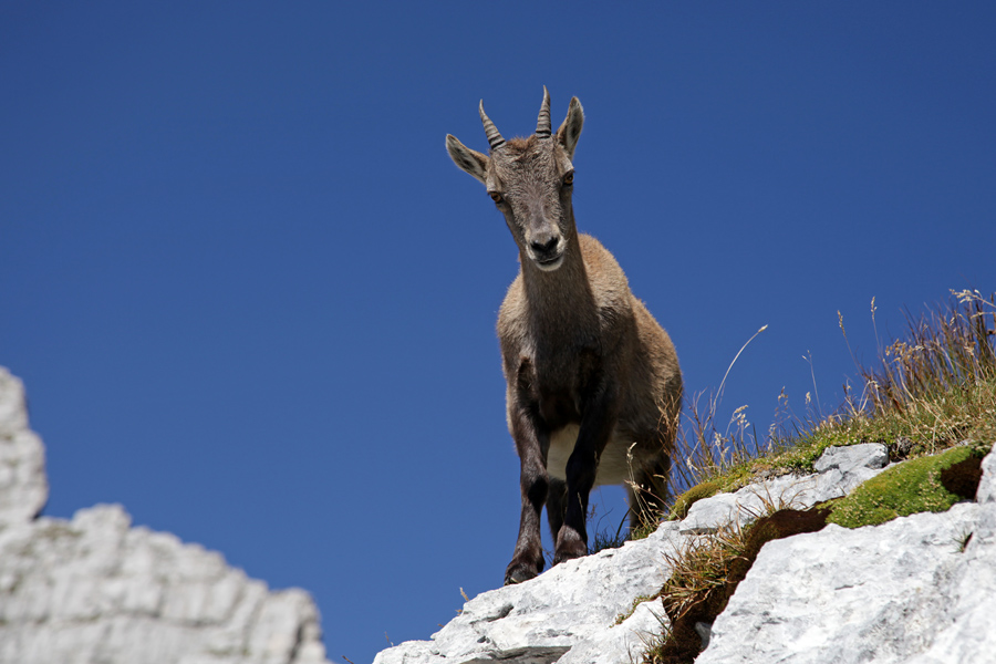 Radovednež II.
Mladi kozorog pod Špikom Hude police.
Ključne besede: kozorog capra ibex