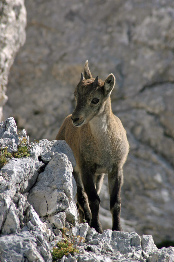 Bodoči gospodar prepadov
Mladi kozorog.
Ključne besede: kozorog capra ibex ibex