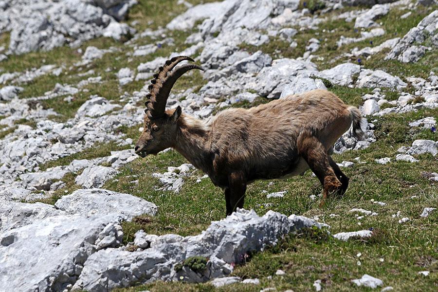 Kozorog
Kozorog na paši.
Ključne besede: kozorog capra ibex ibex