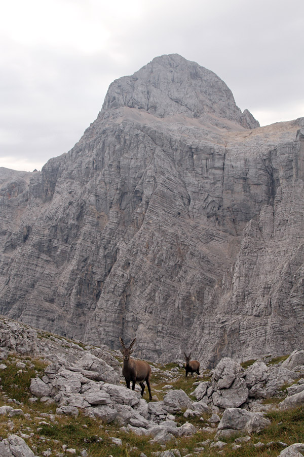 Triglav s kozorogi
Pod Pihavcem. Kozorogi s Triglavom.
Ključne besede: triglav kozorog capra ibex