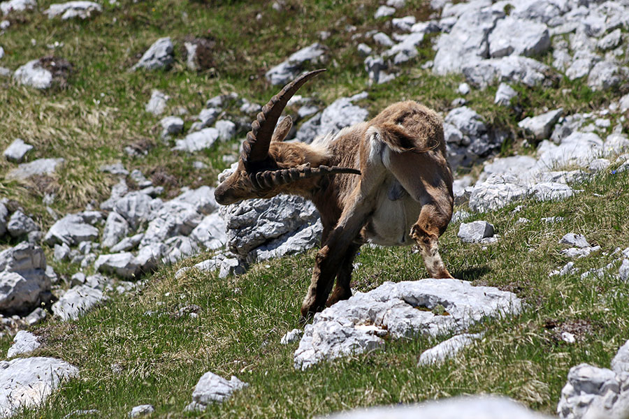 Kozorog
Popoldan je čas za lenarjenje in praskanje.Bovški Gamsovec.
Ključne besede: kozorog capra ibex ibex