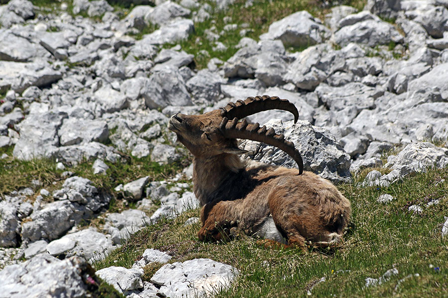 Kozorog
Popoldan je čas za praskanje ...
Ključne besede: kozorog capra ibex ibex