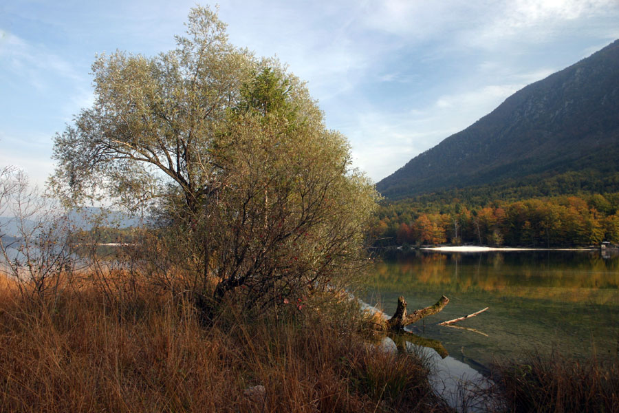 Jesen
Jesen ob Bohinjskem jezeru. Težko je reči, kateri letni čas je v Bohinju najlepši.
Ključne besede: bohinjsko jezero jesen
