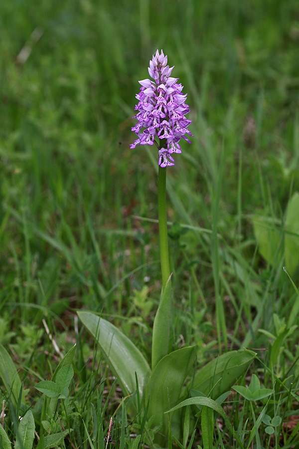 Čeladasta kukavica
Čeladasta kukavica.
Ključne besede: čeladassta kukavica orchis militaris