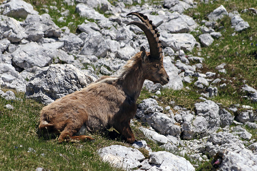 Kozorog
Kozorogi so popoldan precej leni. 
Ključne besede: kozorog capra ibex ibex