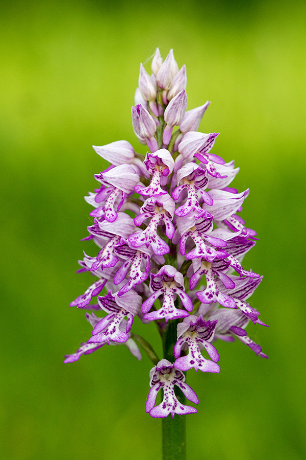 Čeladasta kukavica
Čeladasta kukavica.
Ključne besede: čeladasta kukavica orchis militaris