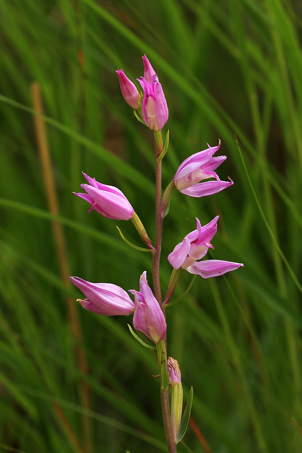 Rdeča naglavka
Rdeča naglavka v visoki travi.
Ključne besede: rdeča naglavka cephalanthera rubra