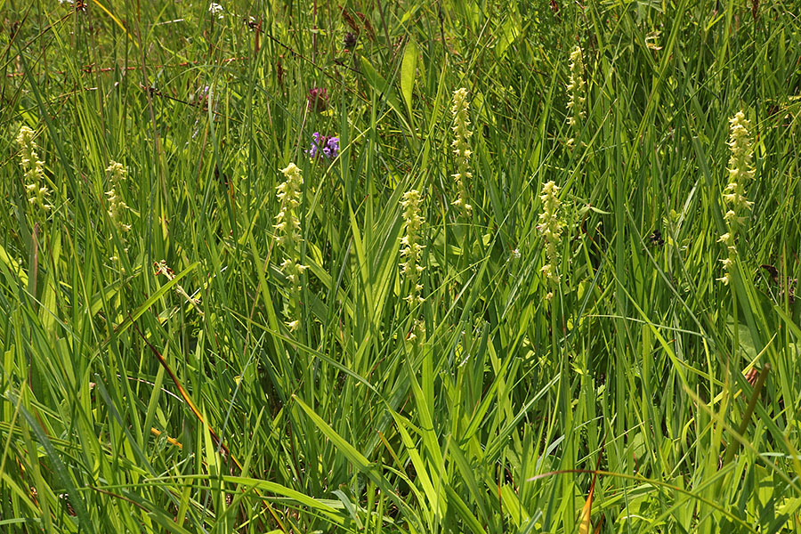 Gomoljasti grban
Gomoljasti grban. V Bohinju.
Ključne besede: gomoljasti grban herminium monorchis