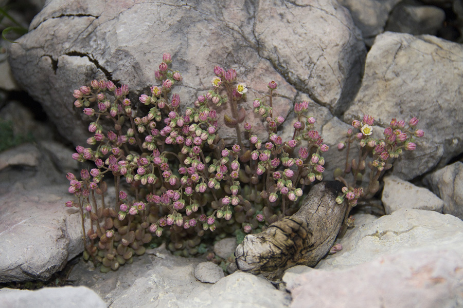 Dlakavolistna homulica
Bolj pravilno bi bilo ime v angleščini - debelolistna homulica, saj raslina ni dlakava.
Ključne besede: dlakavolistna homulica sedum dasyphyllum