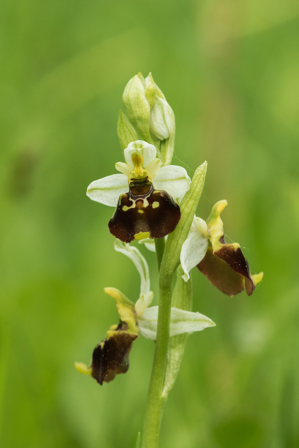 Čmrljeliko mačje uho
Čmrljeliko mačje uho.
Ključne besede: čmrljeliko mačje uho ophrys holosericea