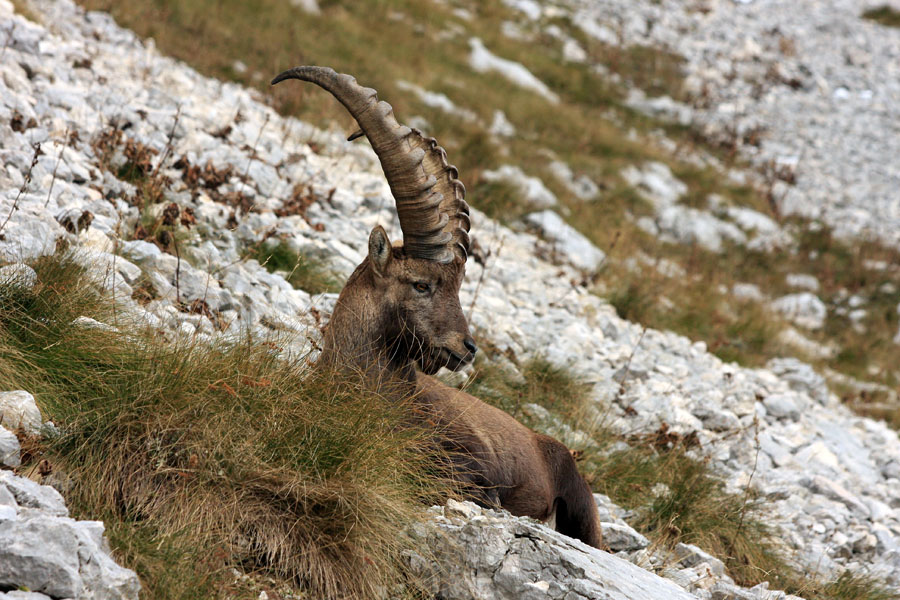 Pri počitku I.
Kozorog pri počitku.
Ključne besede: kozorog capra ibex ibex