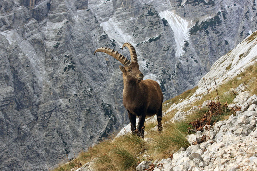 Kozorog II.
Strmine pod Bovškim Gamsovcem.
Ključne besede: kozorog capra ibex ibex