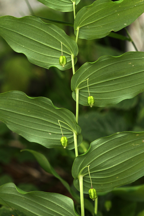 Navadni čepnjek
Navadni čepnjek je že odcvetel. Pod Črno prstjo.
Ključne besede: navadni čepnjek streptopus amplexifolius