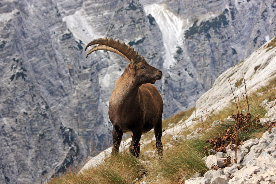 Kozorog I.
Kozorog pod Bovškim Gamsovcem.
Ključne besede: kozorog capra ibex ibex