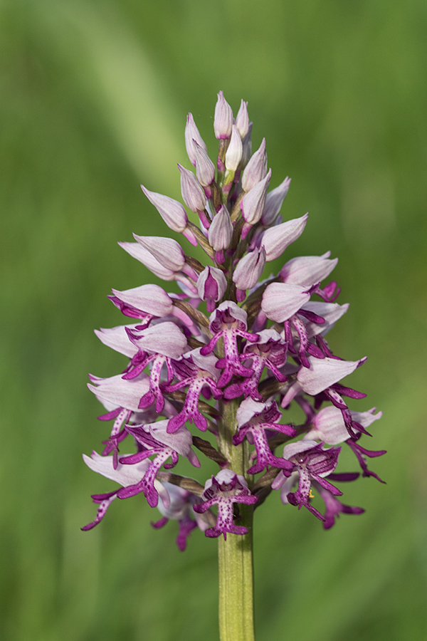 Čeladasta kukavica
Čeladasta kukavica.
Ključne besede: čeladasta kukavica orchis militaris
