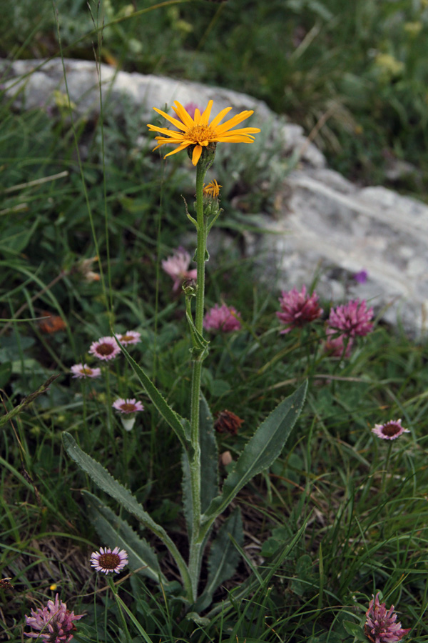 Divjakovški grint
Nad planino Laz.
Ključne besede: divjakovški grint senecio doronicum