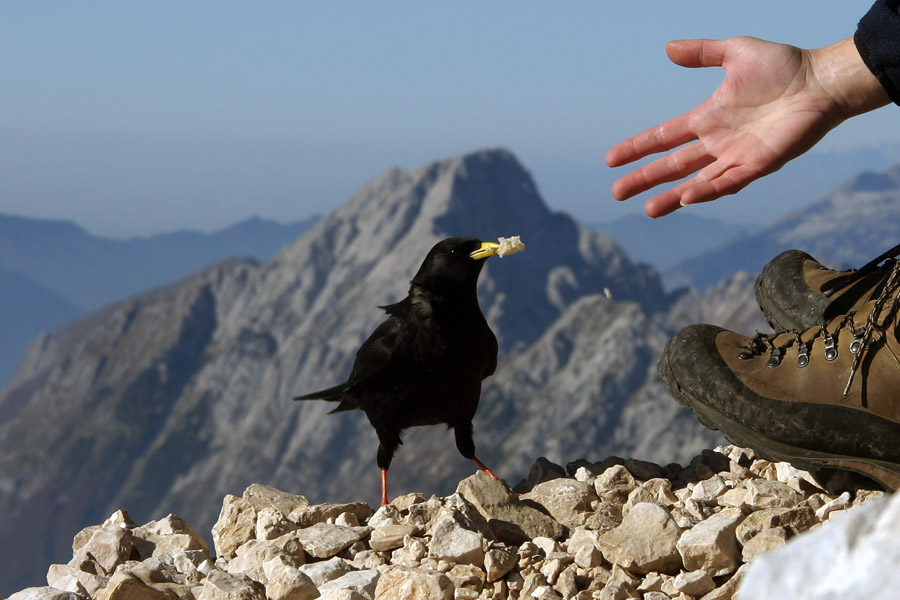 Planinska kavka
Takole so domače na Stenarju. Zelo hecne se mi zdijo njene "hlače". Zadaj pa je Bavški Grintavec.
Ključne besede: planinska kavka bavški grintavec stenar  pyrrhocorax graculus