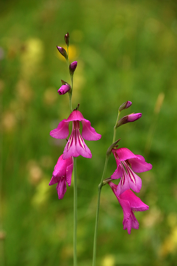 Močvirski meček
Močvirski meček.
Ključne besede: močvirski meček gladiolus palustris