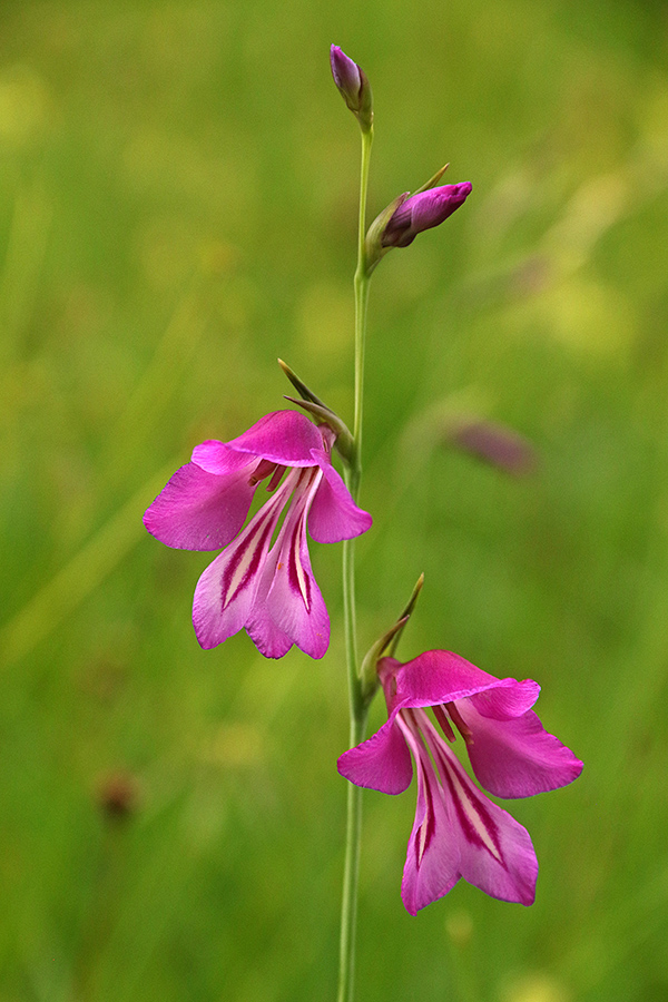Močvirski meček
Močvirski meček. Spodnja Bohinjska dolina.
Ključne besede: močvirski meček gladiolus palustris