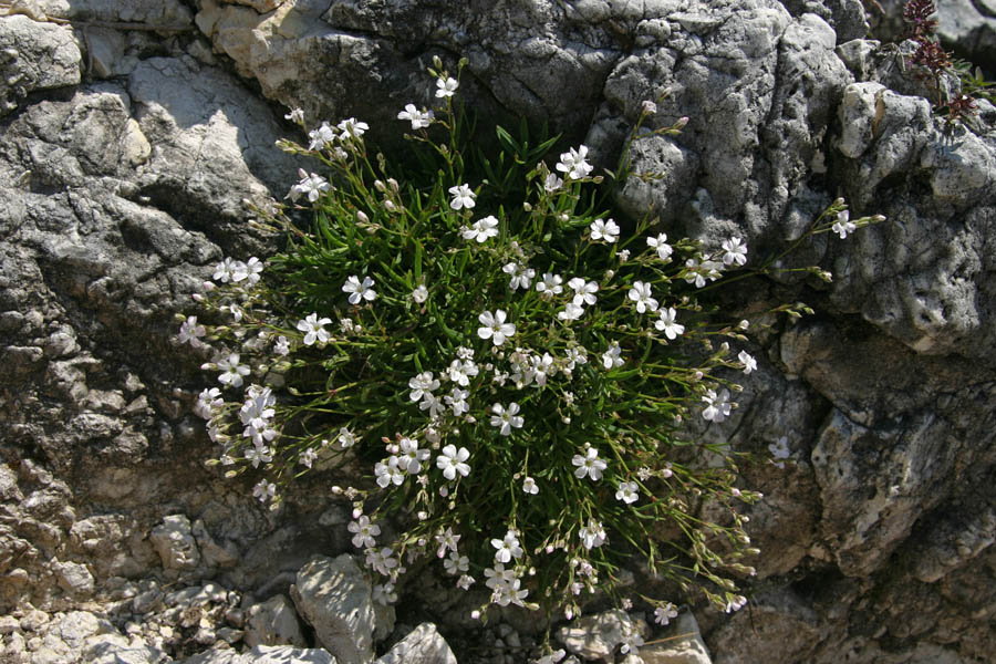 Plazeča sadrenka
Plazeča sadrenka (Gypsophila repens).
Ključne besede: plazeča sadrenka gypsophila repens