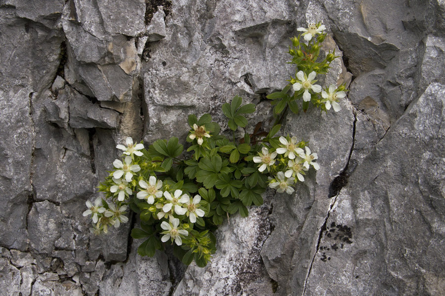 Predalpski petoprstnik
Predalpski petoprstnik ob poti čez Komarčo.
Ključne besede: predalpski petoprstnik potentilla caulescens