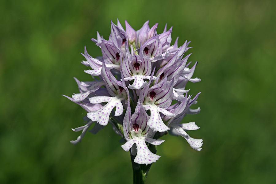Trizoba kukavica
Trizoba kukavica.
Ključne besede: trizoba kukavica orchis tridentata