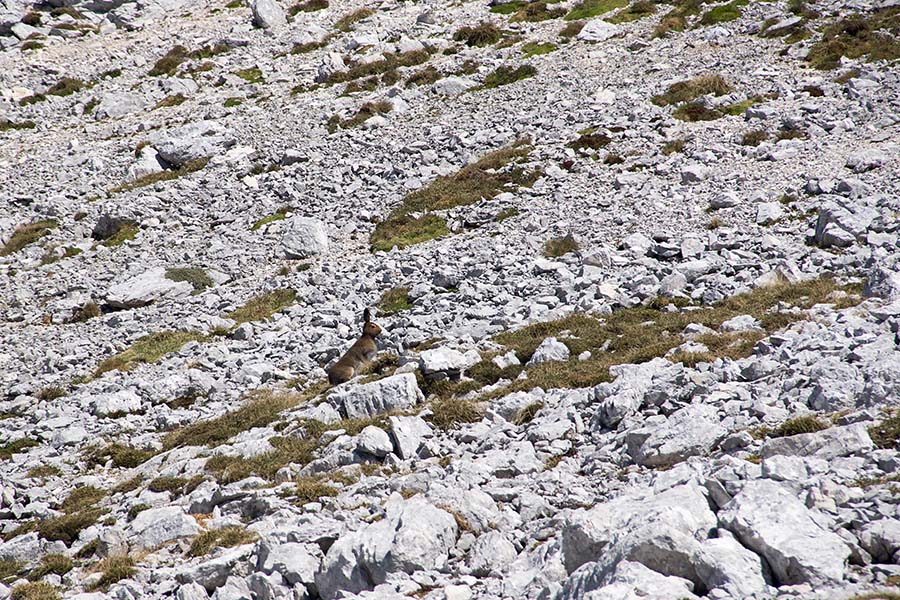 Planinski zajec
Planinski zajec pod Travnikom.
Ključne besede: planinski / zajec / lepus / timidus