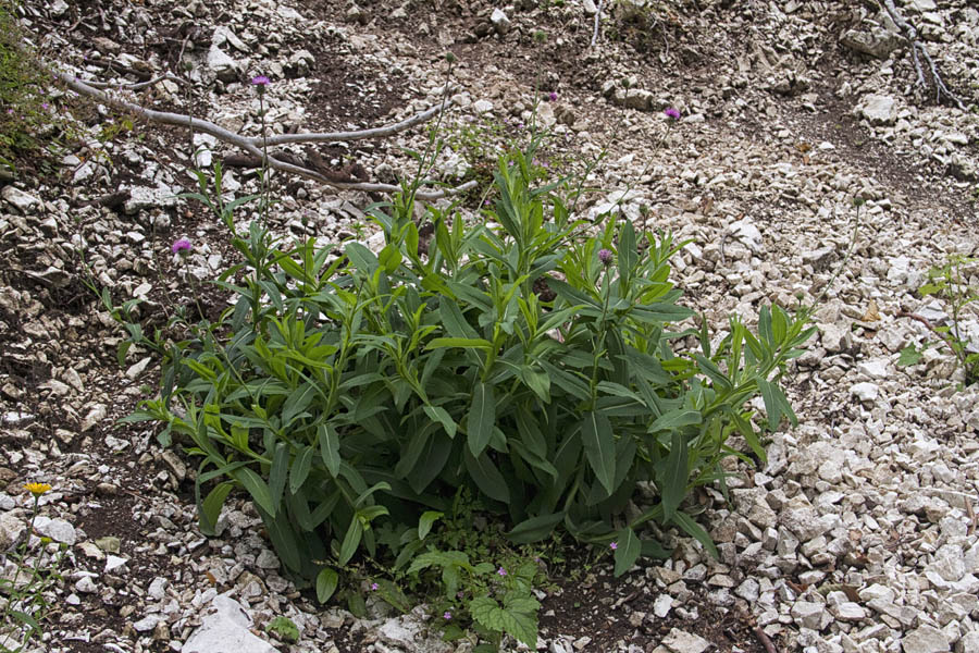 Sinjezeleni bodak
Pot Ä‡ez Komarčo.
Ključne besede: sinjezeleni bodak cardus crassifolius subsp. glaucus
