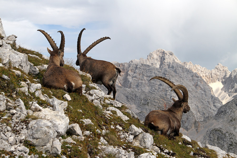 Pri počitku III.
Kozorogi pod vrhom Pihavca.
Ključne besede: pihavec kozorog capra ibex