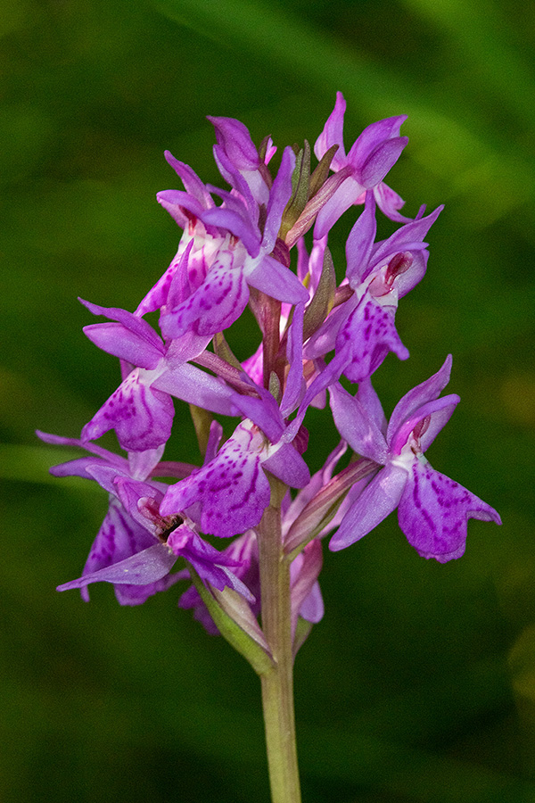Laponska prstasta kukavica
Laponska kukavica. V Bohinju.
Ključne besede: laponska kukavica dactylorhiza lapponica subsp. rhaetica