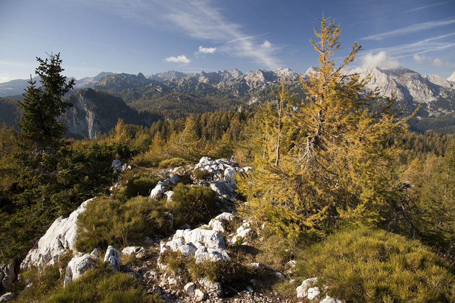 S Pršivca IV.
S Pršivca.
Ključne besede: pršivec