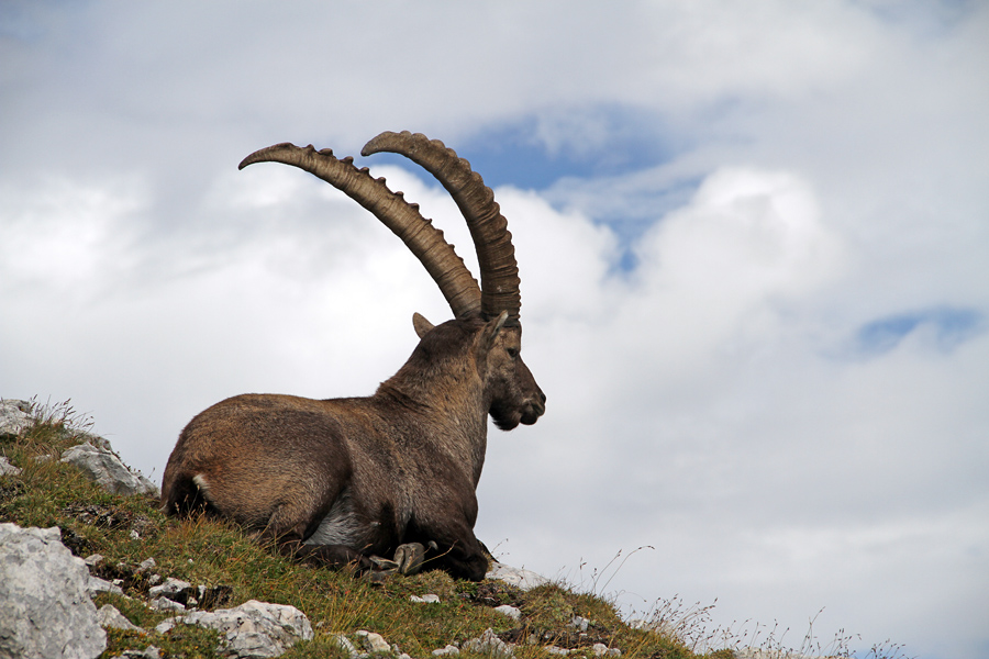 Kozorog
Eden od mnogih kozorogov pod vrhom Pihavca.
Ključne besede: kozorog capra ibex